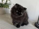 Midnite - Persian Kitten For Sale - Georgetown, DE, US