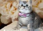 Jasmine - British Shorthair Kitten For Sale - 