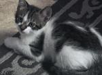 Queenie - Javanese Kitten For Sale - 