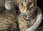 Binx - American Shorthair Cat For Sale - Columbus, TX, US