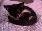 Bea - Bombay Kitten For Sale - 