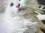 Lucki - Ragdoll Kitten For Adoption - Charlotte, NC, US