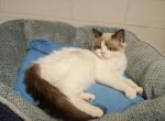 Ragdoll - Ragdoll Kitten For Sale - 