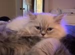 Male Blue Cream Point Doll Face Persian - Persian Kitten For Sale - River Falls, WI, US