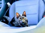 Shadow - Domestic Cat For Sale - Bristow, VA, US