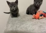 Russian Blue Kittens - Russian Blue Kitten For Sale - Atlanta, GA, US