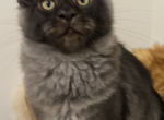 Jhonny - Maine Coon Kitten For Sale - Lanoka Harbor, NJ, US