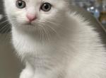 Lovey - Scottish Fold Kitten For Sale - Clifton, NJ, US