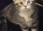 Lavender - Scottish Fold Kitten For Sale - Clifton, NJ, US