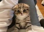 Leo - Scottish Fold Kitten For Sale - Clifton, NJ, US