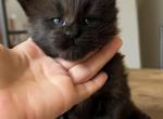 Mossy Cottage Grimoire - Maine Coon Kitten For Sale - 