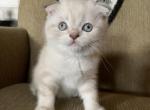 Beautiful Scottish Fold and Himafold Kittens - Scottish Fold Kitten For Sale - 