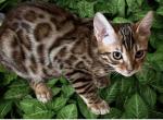 Jessy and Prada in Colorado - Bengal Kitten For Sale - 