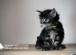 Bowery - Maine Coon Kitten For Sale - NM, US