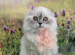 Portland Emily Scottish Fold Kitty - Scottish Fold Kitten For Sale - 