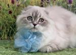 Portland Evie Scottish Fold  Highland Kitty - Scottish Fold Kitten For Sale - Portland, OR, US