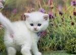 Portland Massi Scottish Straight Kitten - Scottish Straight Kitten For Sale - Portland, OR, US