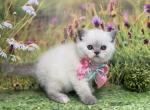 Portland Mika Scottish Straight Kitty - Scottish Straight Kitten For Sale - Portland, OR, US