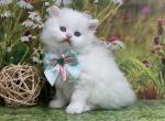 Portland Mosey Scottish Straight Highland Kitten - Scottish Straight Kitten For Sale - 