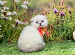 Portland Millie Scottish Fold Kitty - Scottish Fold Kitten For Sale - Portland, OR, US