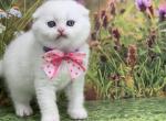 Portland Mia Scottish Fold Kitty - Scottish Fold Kitten For Sale - Portland, OR, US