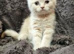 Peach boy - Scottish Straight Kitten For Sale - 