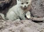 Blue boy - Scottish Straight Kitten For Sale - Portland, OR, US