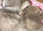 Kittens for reservation - British Shorthair Kitten For Sale - Fairfax, VA, US