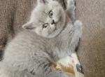 Ruby - British Shorthair Kitten For Sale - Richmond, VA, US