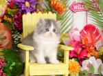 Stormy - Persian Kitten For Sale - Unionville, MO, US