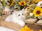 Summer - Persian Kitten For Sale - Unionville, MO, US