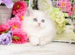 Mr Purdy Paws - Himalayan Kitten For Sale - Unionville, MO, US