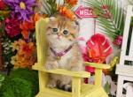 Day Dream - Exotic Kitten For Sale - Unionville, MO, US