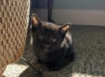 Jasper - Domestic Kitten For Sale - 