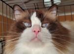 Stephen needs home ASAP - Ragdoll Cat For Sale/Service - Brooklyn, NY, US