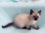 Mia - Siamese Kitten For Sale - Vancouver, WA, US