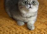 Masha - British Shorthair Kitten For Sale - 