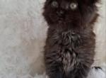 Adorable Kittens for Sale - Maine Coon Kitten For Sale - Vancouver, British Columbia, CA