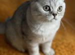 Jaden - British Shorthair Kitten For Sale - IL, US