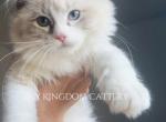 Seal Lynx Bicolor last baby - Ragdoll Kitten For Sale - 