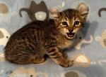 Highlander kity 1a - Highlander Kitten For Sale - Goshen, AL, US