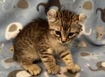 Highlander kity 2a - Highlander Kitten For Sale - Goshen, AL, US