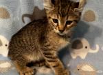 Highlander kity 3a - Highlander Kitten For Sale - Goshen, AL, US