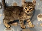 Highlander kity 4a - Highlander Kitten For Sale - Goshen, AL, US