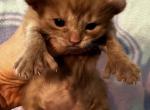 Highlander kity 1F - Highlander Kitten For Sale - Goshen, AL, US