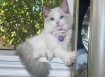 R30 - Ragdoll Kitten For Sale - Los Angeles, CA, US