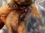 Highlander kity 3f - Highlander Kitten For Sale - Goshen, AL, US