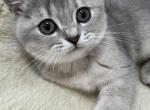 Blue shaded British Shorthair - British Shorthair Kitten For Sale - Gurnee, IL, US