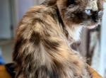 Jadore - Ragdoll Cat For Sale/Retired Breeding - East Falmouth, MA, US