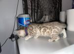 Liberty Purple Collar - Bengal Kitten For Sale - Oklahoma City, OK, US